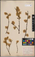 Foto von Salix caprea L.